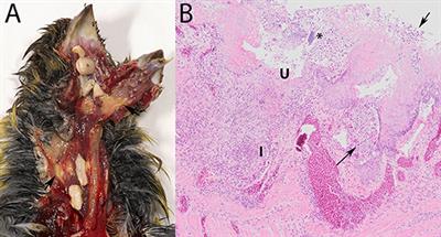 Trichomonosis in Greenfinches (Chloris chloris) in the Netherlands 2009–2017: A Concealed Threat